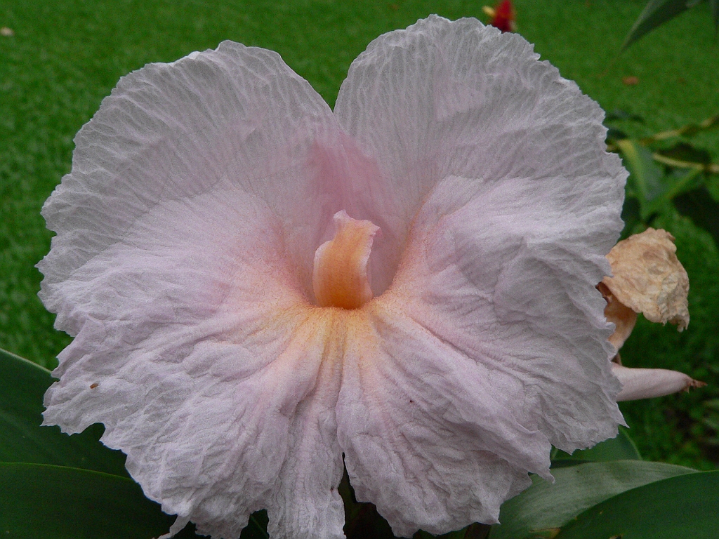 101 Cairns Botanic Gardens.jpg